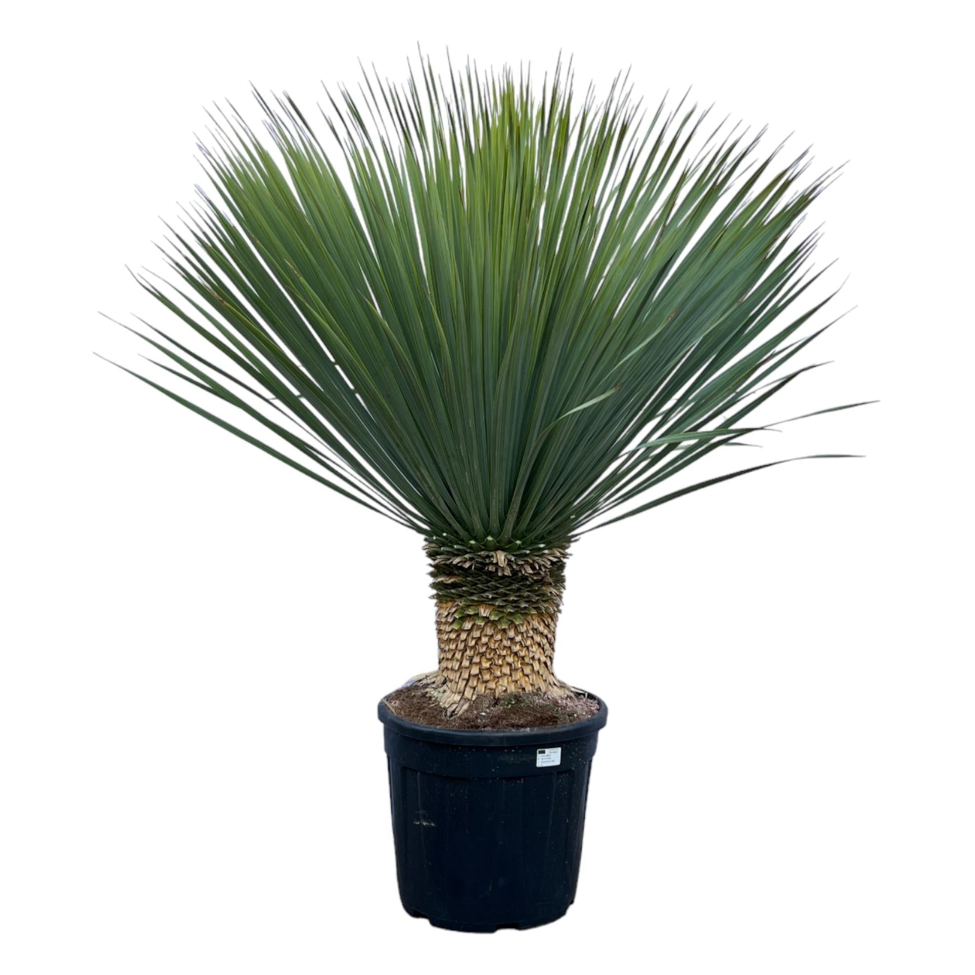 Yucca Rostrata | ↕140 cm | Ø45 cm