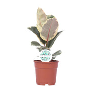 Ficus Elastica Tineke | ↕50 cm | Ø17 cm