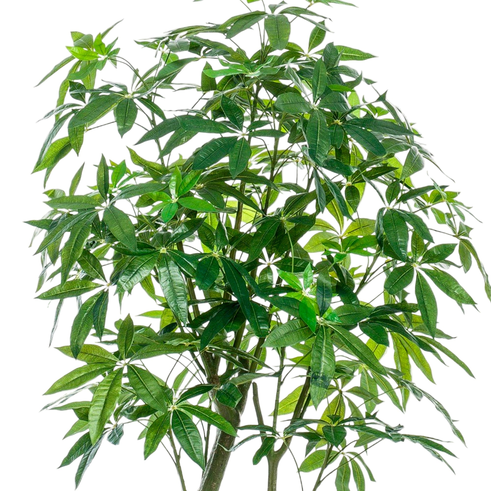 Kunstplant | Pachira Aquatica | ↕180 cm