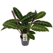 Calathea Warscewiczii | ↕50 cm | Ø14 cm