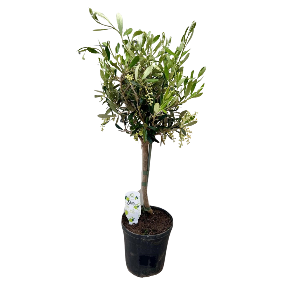 Olea Europaea | ↕60 cm | Ø15 cm
