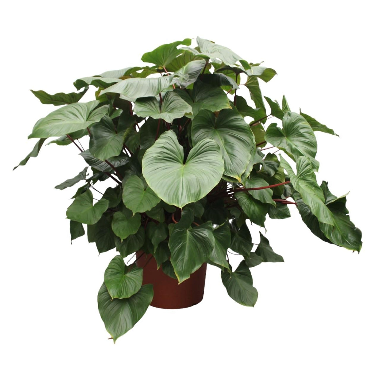 Homalomena Rubescens Maggy | ↕170 cm | Ø60 cm