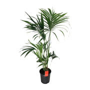 Howea Forsteriana | ↕130 cm | Ø24 cm