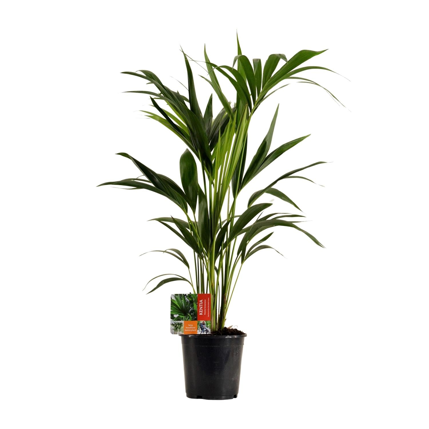 Howea Forsteriana | ↕100 cm | Ø19 cm