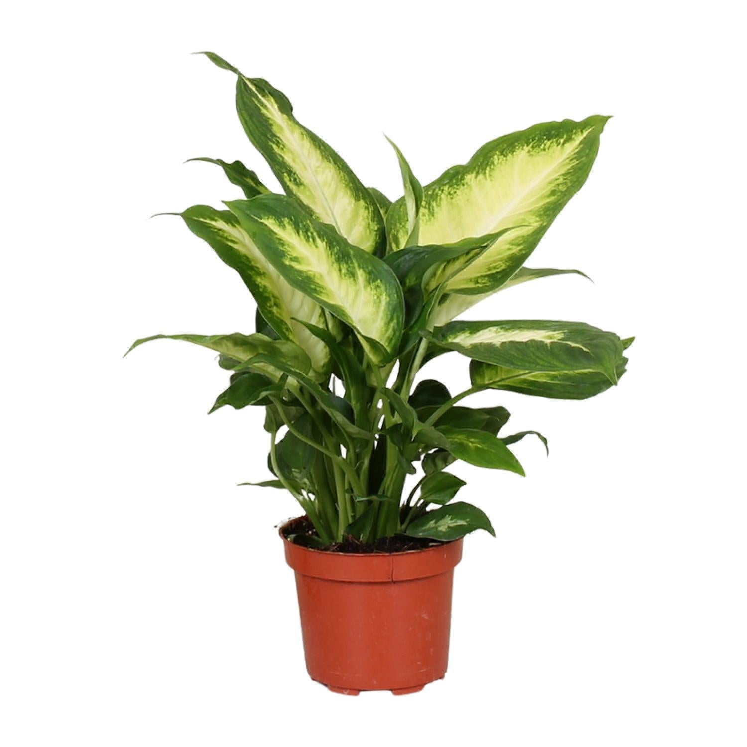 Dieffenbachia Camilla | ↕35 cm | Ø12 cm