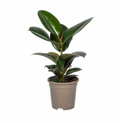 Ficus Elastica Robusta | ↕55 cm | Ø17 cm