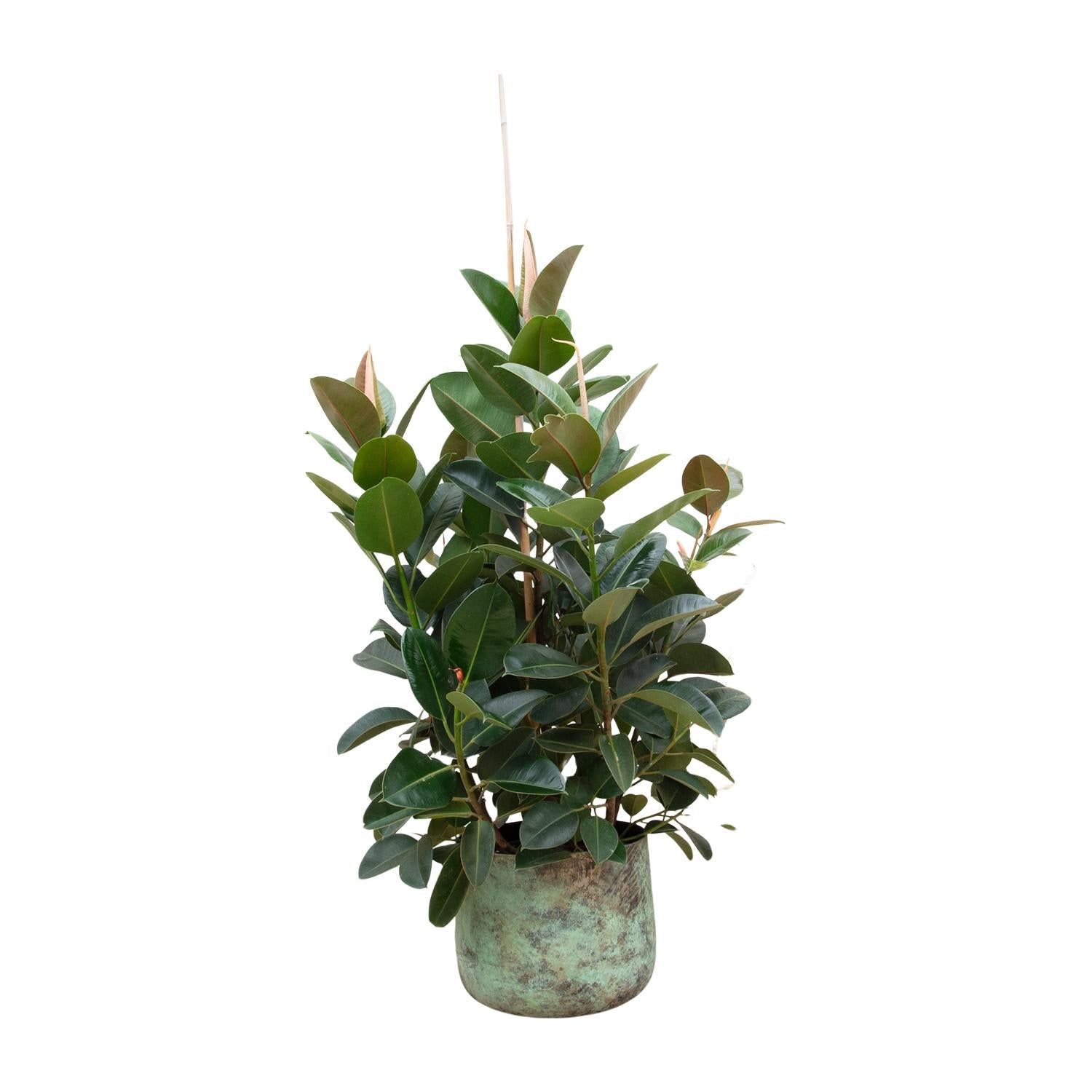 Ficus Robusta vertakt | ↕150 cm | Ø38 cm