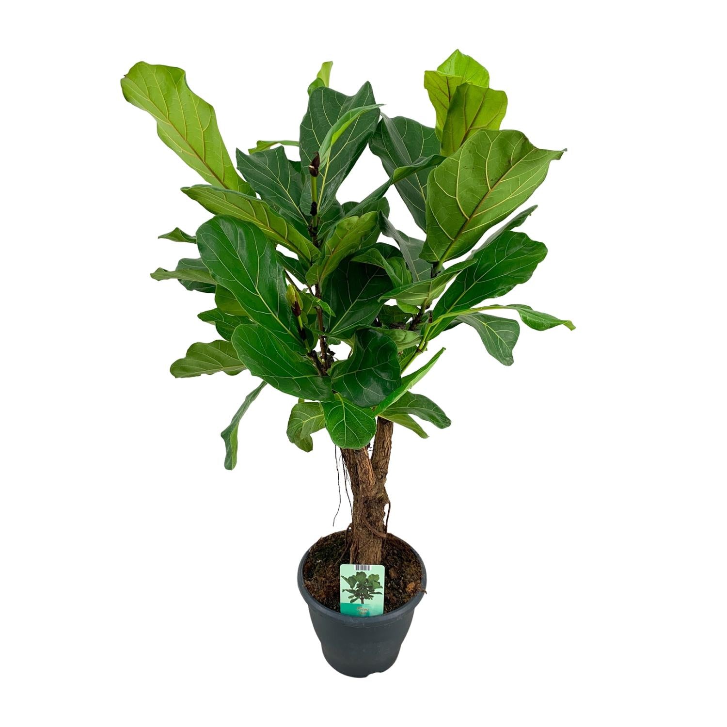 Ficus Lyrata | ↑100 cm | Ø26 cm