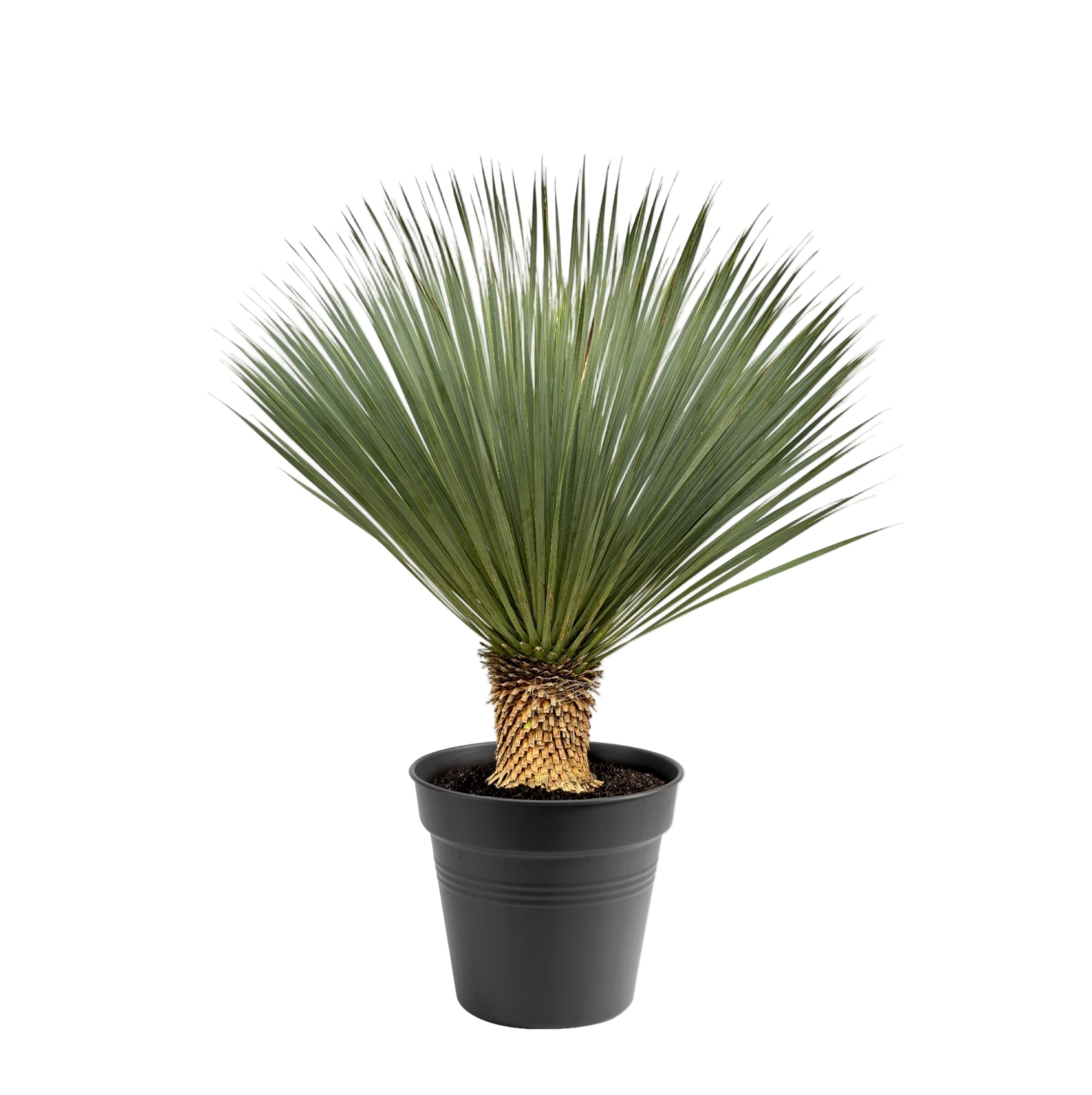 Yucca Rostrata | ↕110 cm | Ø40 cm