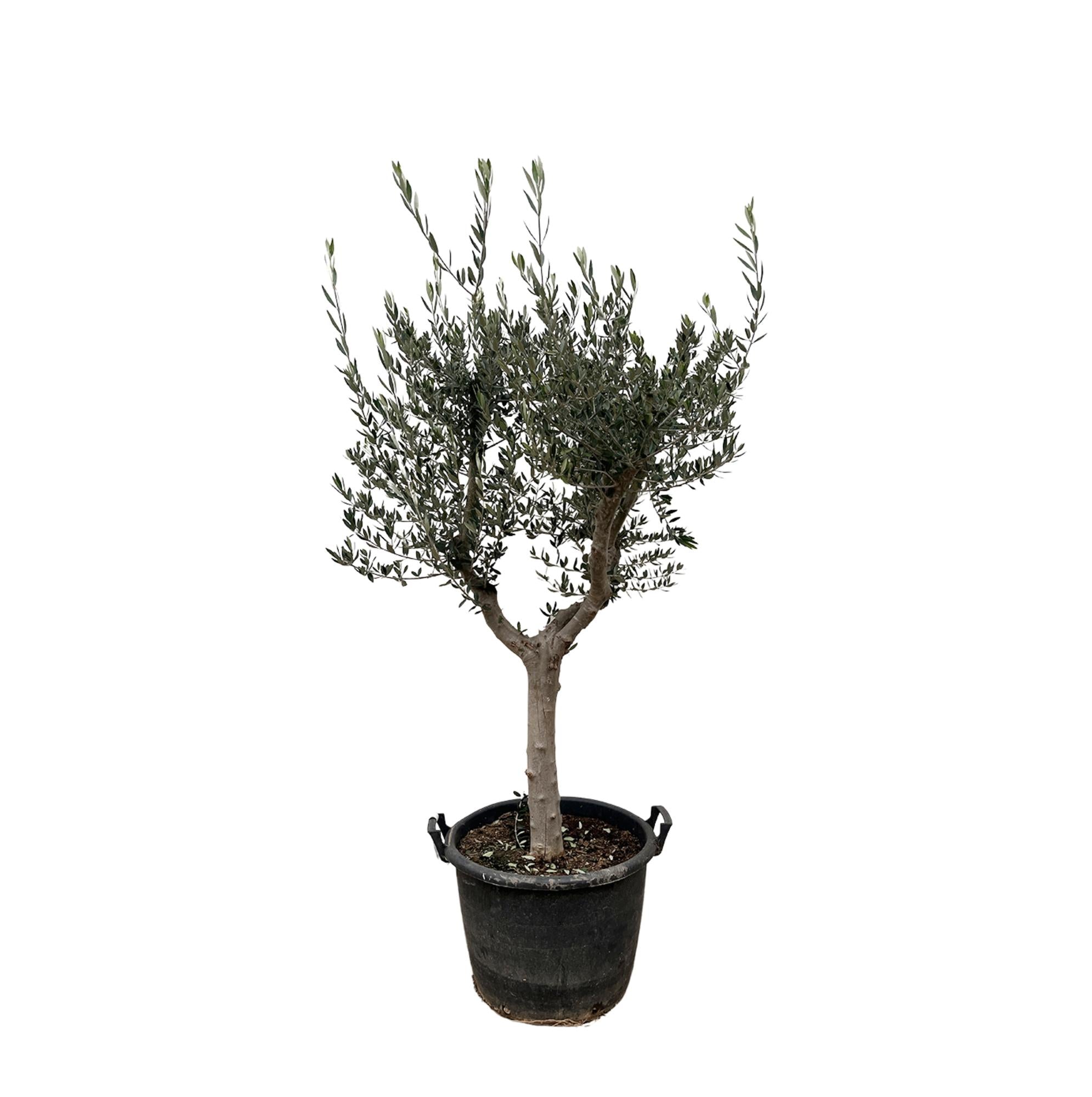 Olea Europaea Cultivo | ↕220 cm | Ø40 cm