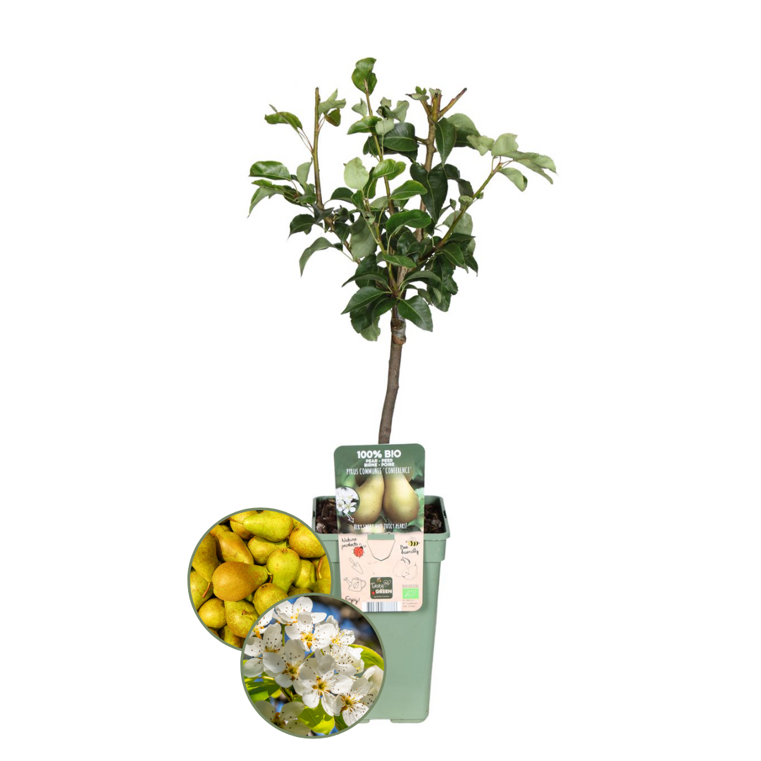 Biologische Perenboom Pyrus | ↑60 cm | Ø20 cm