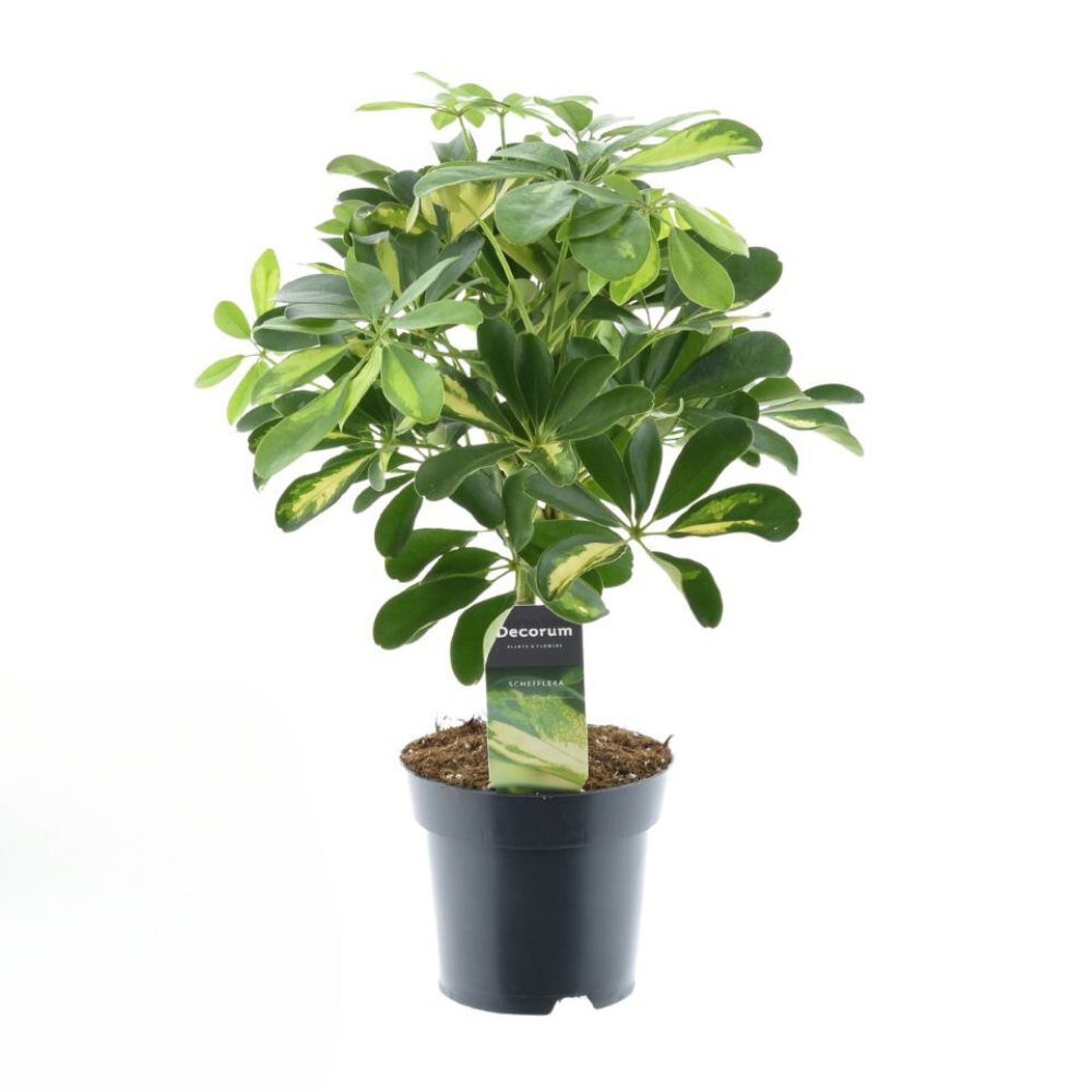 Schefflera Gold Capella | ↕50 cm | Ø14 cm