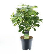 Schefflera Gold Capella | ↕50 cm | Ø14 cm