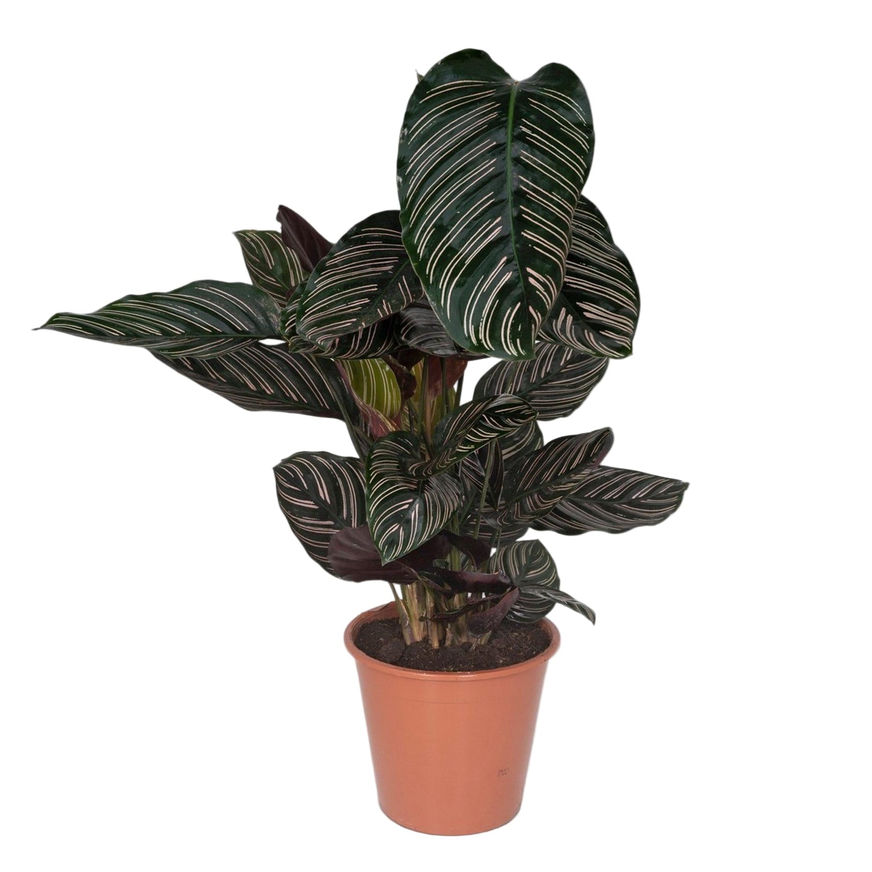 Calathea Ornata | ↕75 cm | Ø19 cm