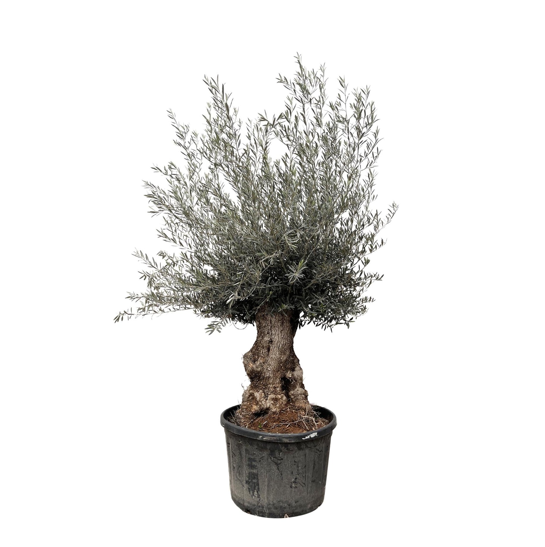 Olea Europaea Bonsai | ↕270 cm | Ø80 cm