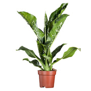 Dieffenbachia Seguine Caiman | ↑75 cm | Ø21 cm