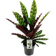 Calathea Lancifolia Insignis | ↑45 cm | Ø14 cm