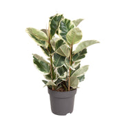 Ficus Elastica Tineke | ↕100 cm | Ø27 cm