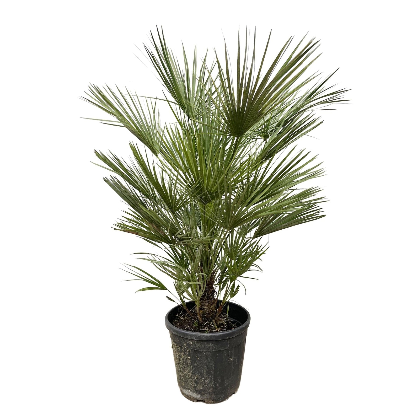 Chamaerops Humilis | ↕150 cm | Ø30 cm