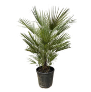 Chamaerops Humilis | ↕150 cm | Ø30 cm
