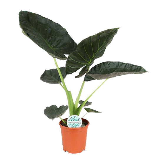 Alocasia Regal Shield | ↑90 cm | Ø21 cm