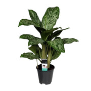 Aglaonema Greenlight Decorum | ↑60 cm | Ø17 cm