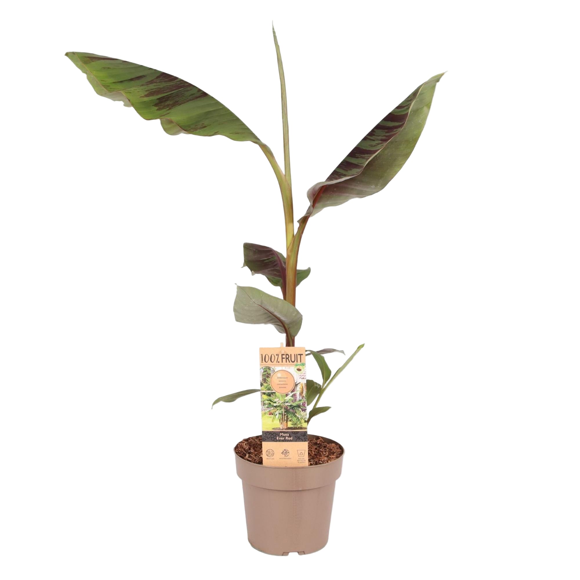 Musa Ever Red | ↑90 cm | Ø21 cm