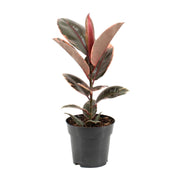 Ficus Elastica Belize | ↕55 cm | Ø17 cm