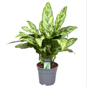 Aglaonema Romeo | ↑60 cm | Ø17 cm