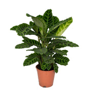 Calathea Zebrina | ↕80 cm | Ø19 cm