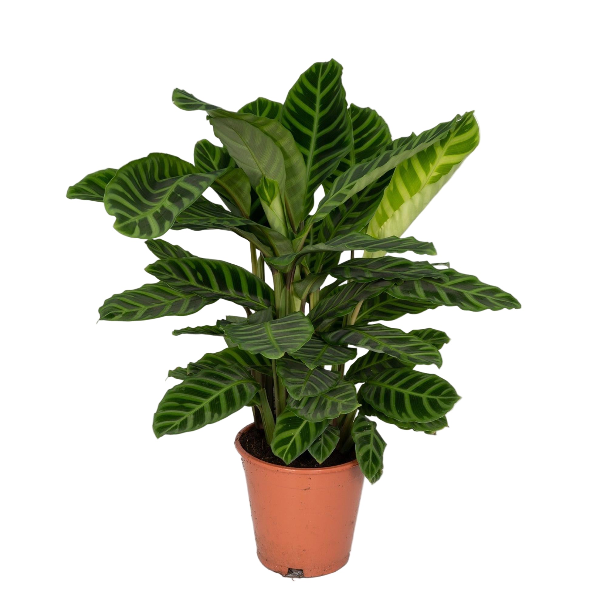 Calathea Zebrina | ↕80 cm | Ø19 cm