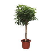 Schefflera Arboricola Compacta boom | ↕180 cm | Ø35 cm