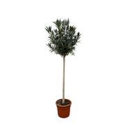 Nerium Oleander Op Stam - Rode Bloem | ↕170 cm | Ø40 cm