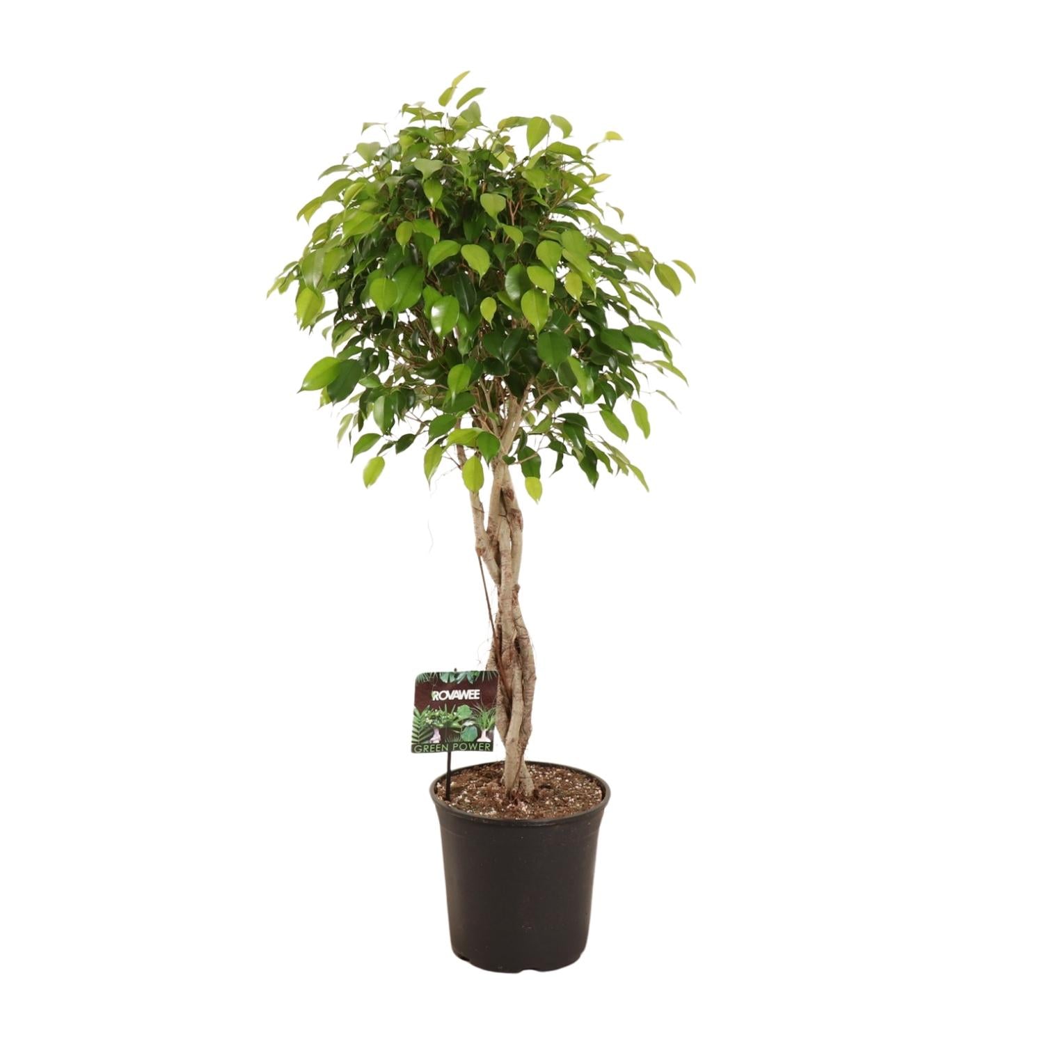 Ficus Benjamina Exotica | ↕120 cm | Ø27 cm