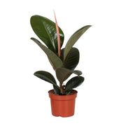 Ficus Elastica Robusta | ↕35 cm | Ø12 cm