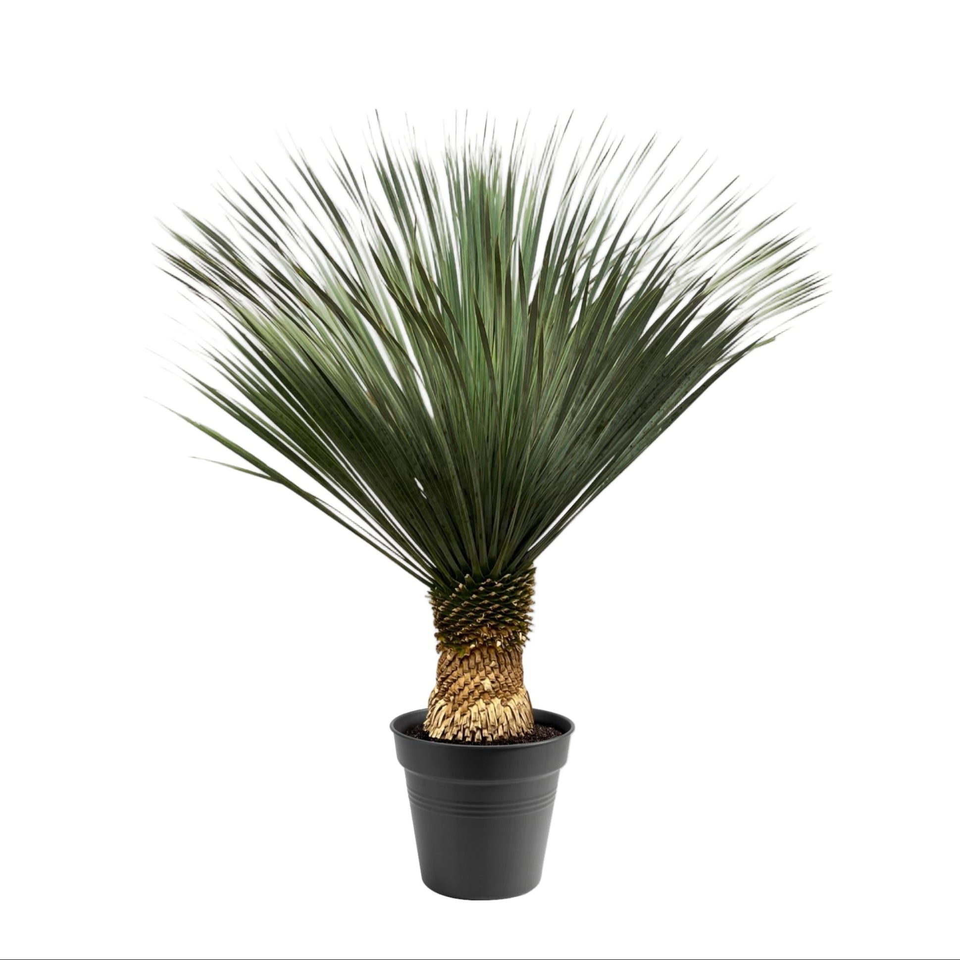 Yucca Rostrata | ↕140 cm | Ø50 cm