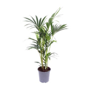 Howea Forsteriana | ↕75 cm | Ø17 cm