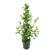 Ficus Microcarpa Moclame | ↕95 cm | Ø21 cm