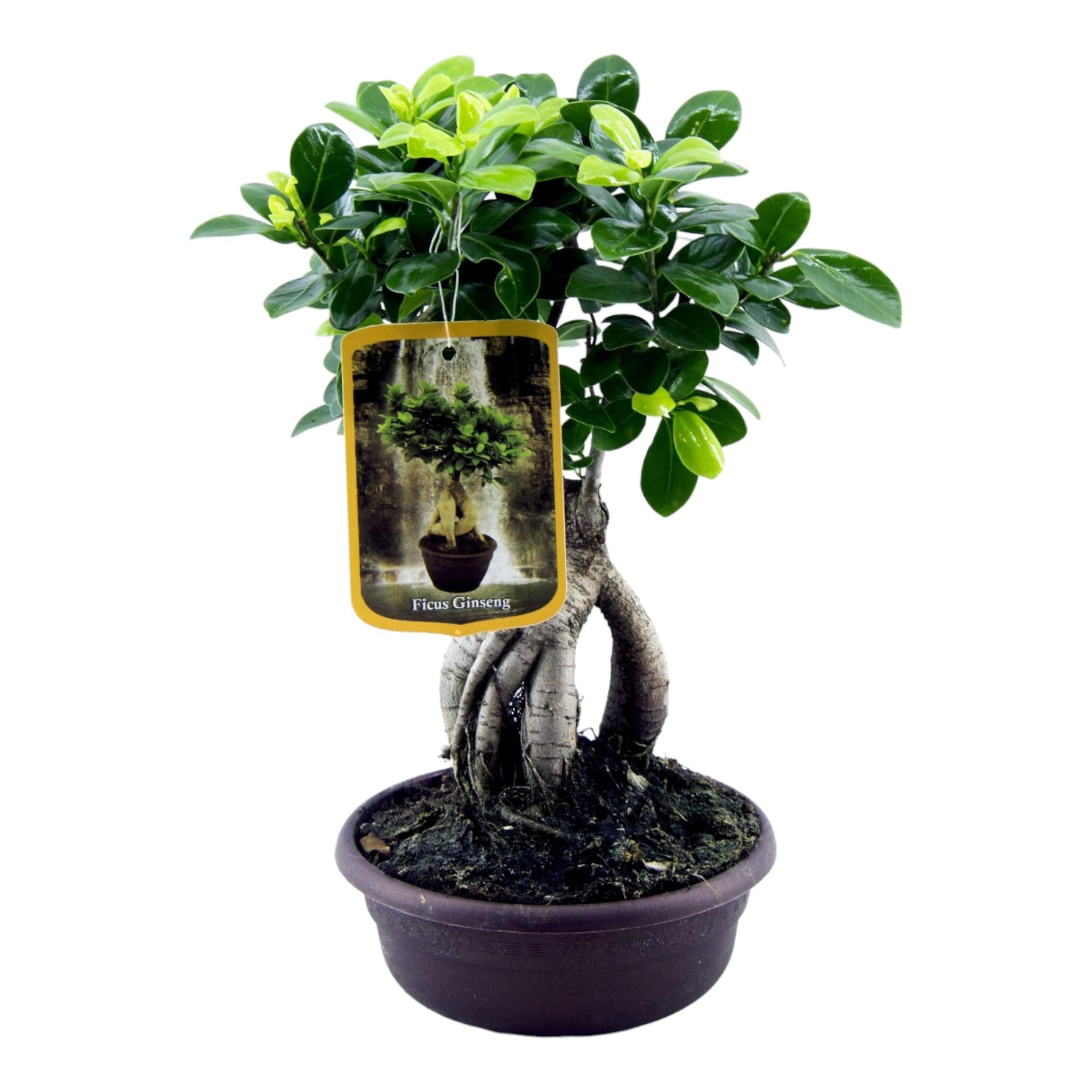 Ficus Microcarpa Ginseng | ↕30 cm | Ø17 cm