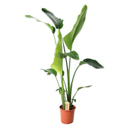 Strelitzia Nicolai | ↕100 cm | Ø21 cm