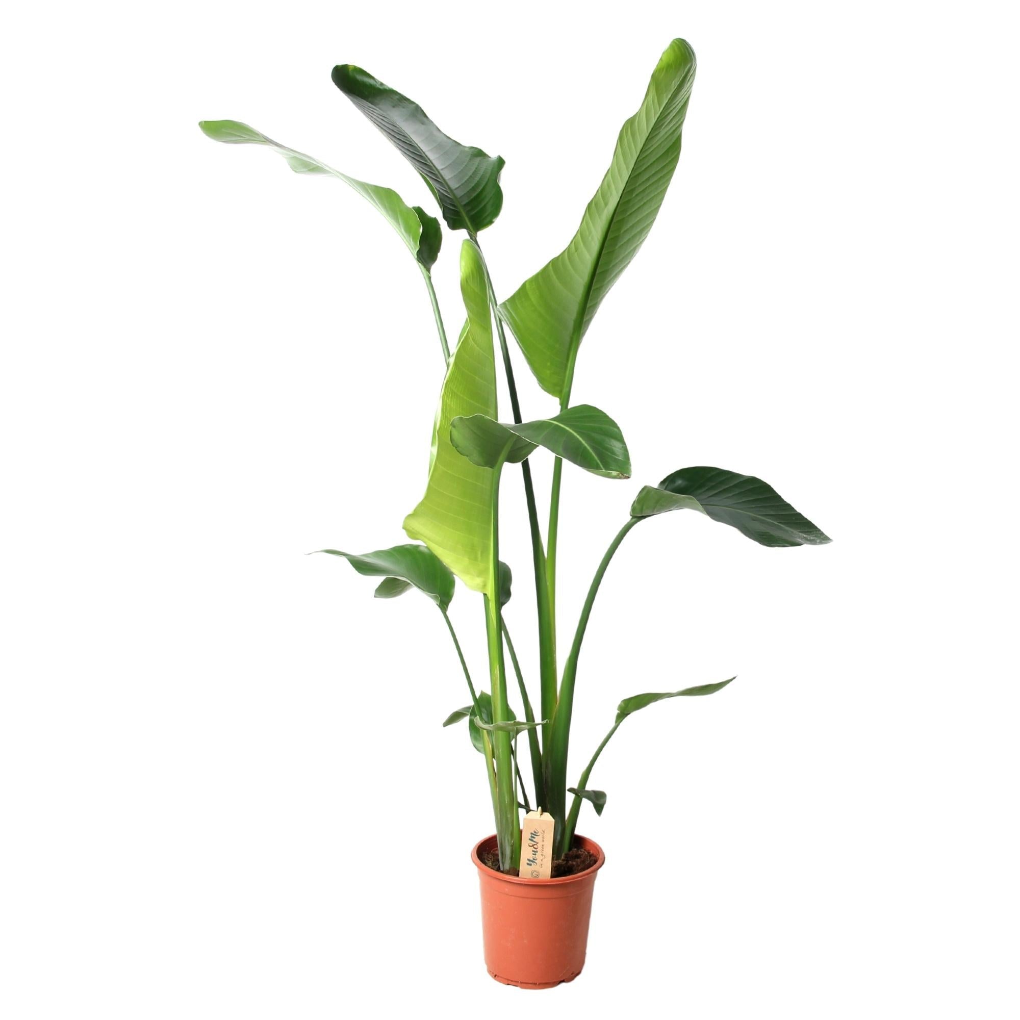 Strelitzia Nicolai | ↕100 cm | Ø21 cm