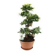 Ficus Ginseng | ↕70 cm | Ø27 cm