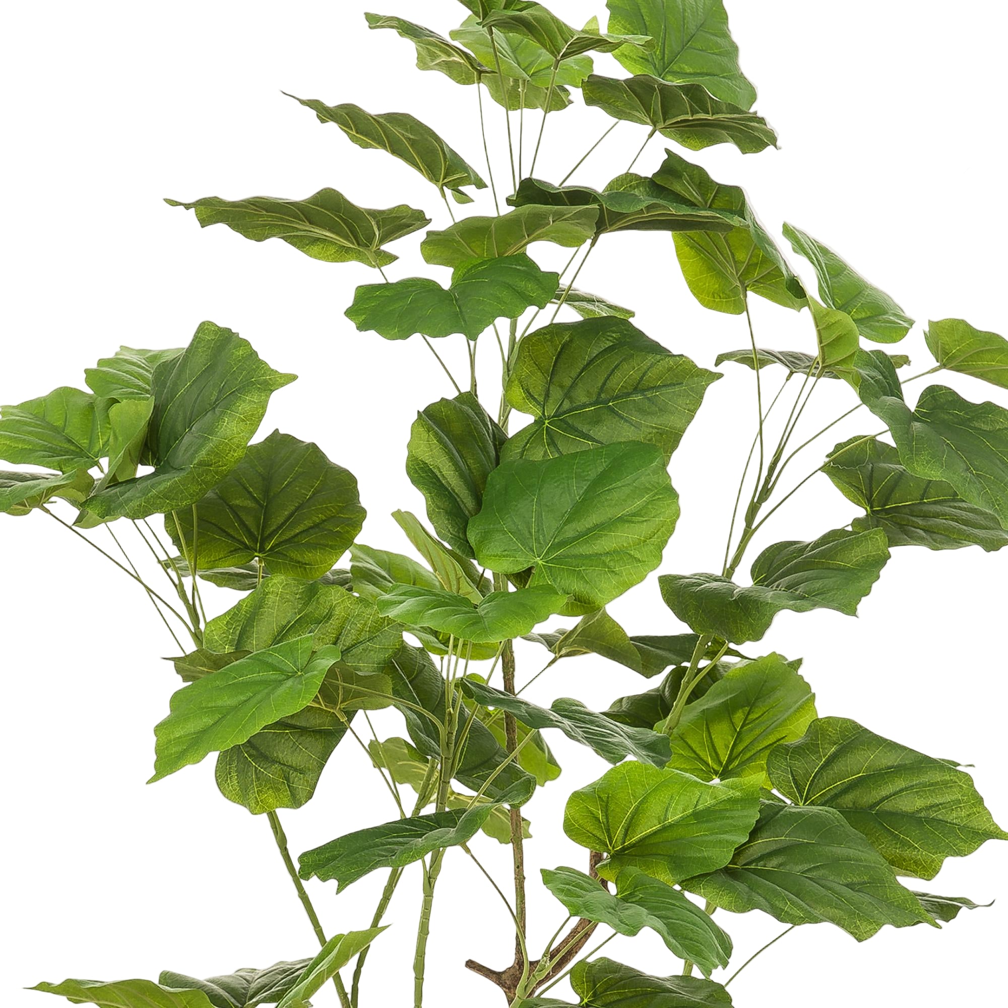 Kunstplant | Ficus Umbellate | ↕125 cm