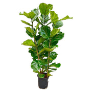 Ficus Lyrata struik | ↕155 cm | Ø27 cm