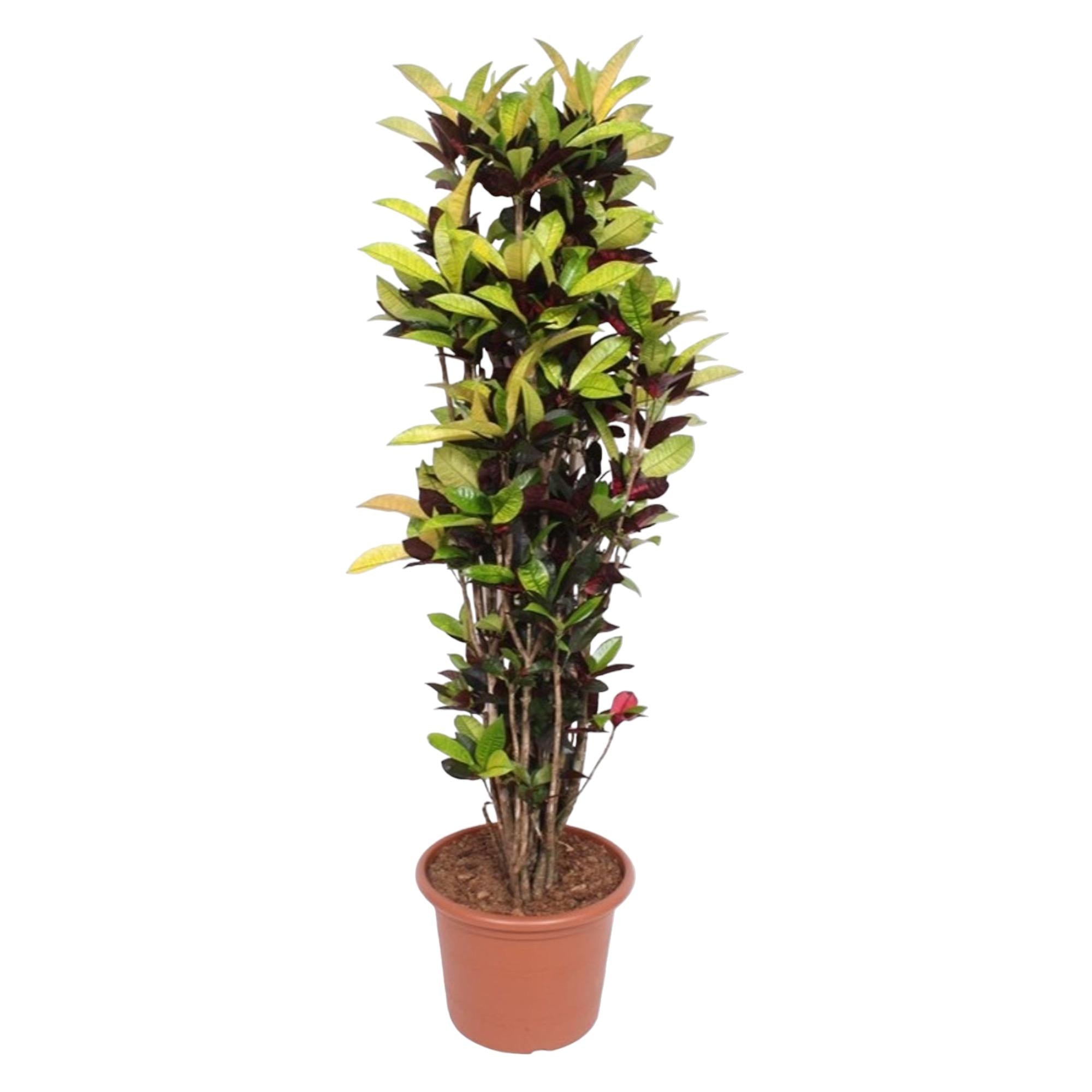 Croton Iceton | ↕190 cm | Ø45 cm