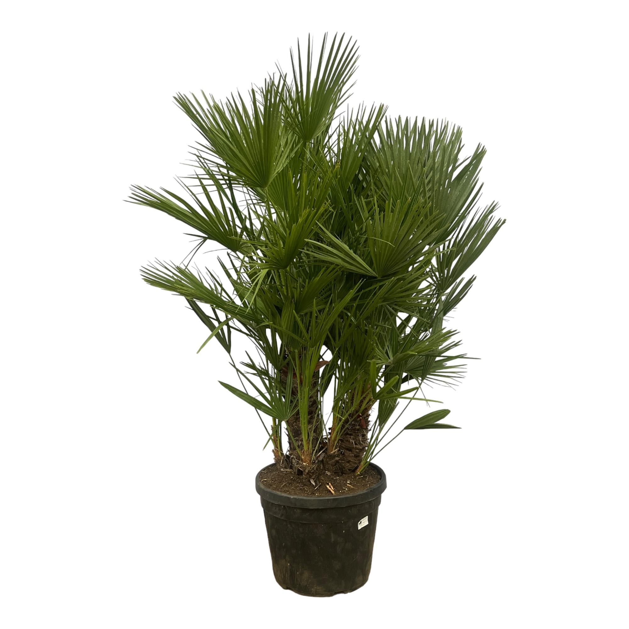 Chamaerops Humilis Multi Stam | ↕170 cm | Ø45 cm