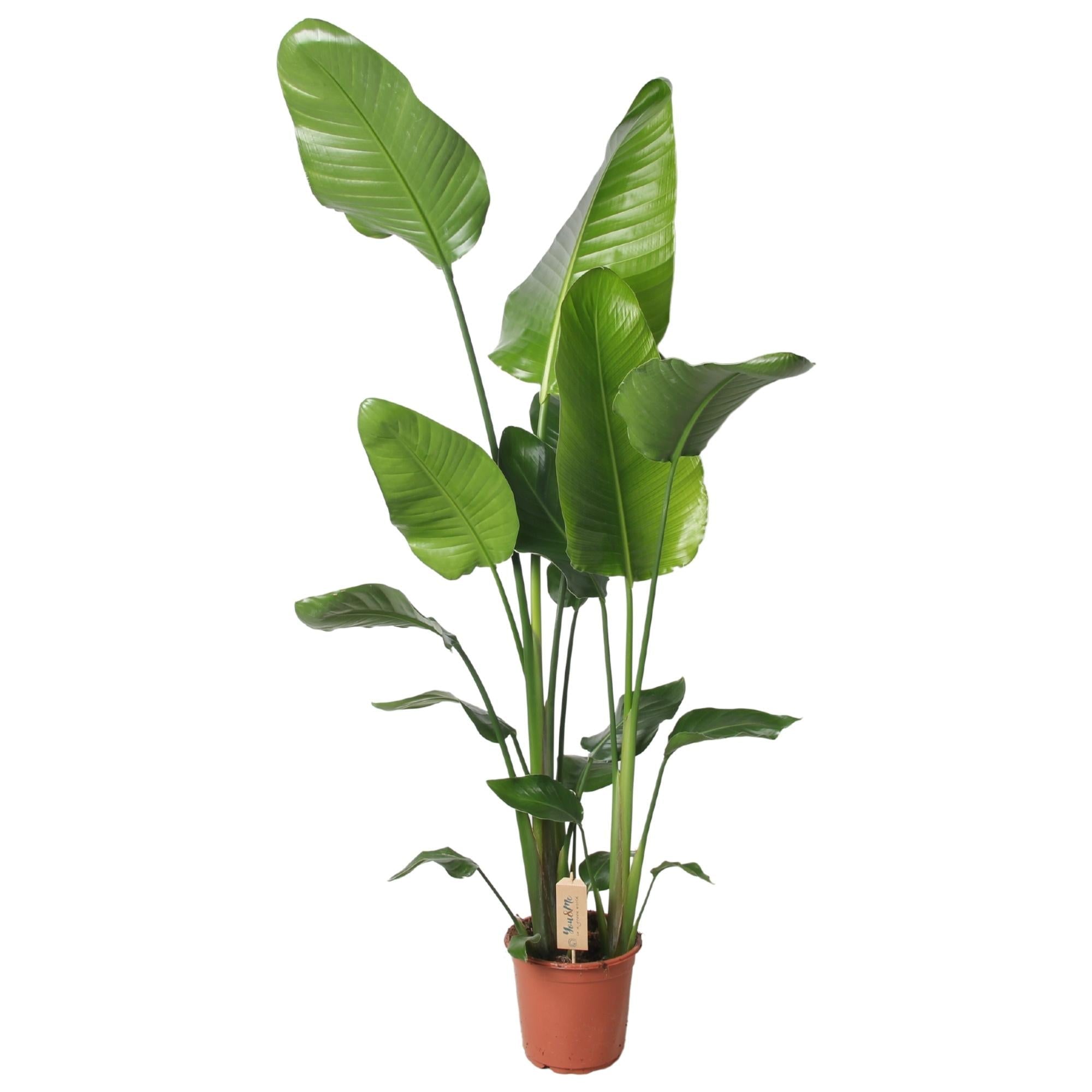 Strelitzia Nicolai | ↕130 cm | Ø21 cm