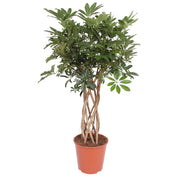 Schefflera Arboricola Compacta Gevlochten Stam | ↕130 cm | Ø30 cm