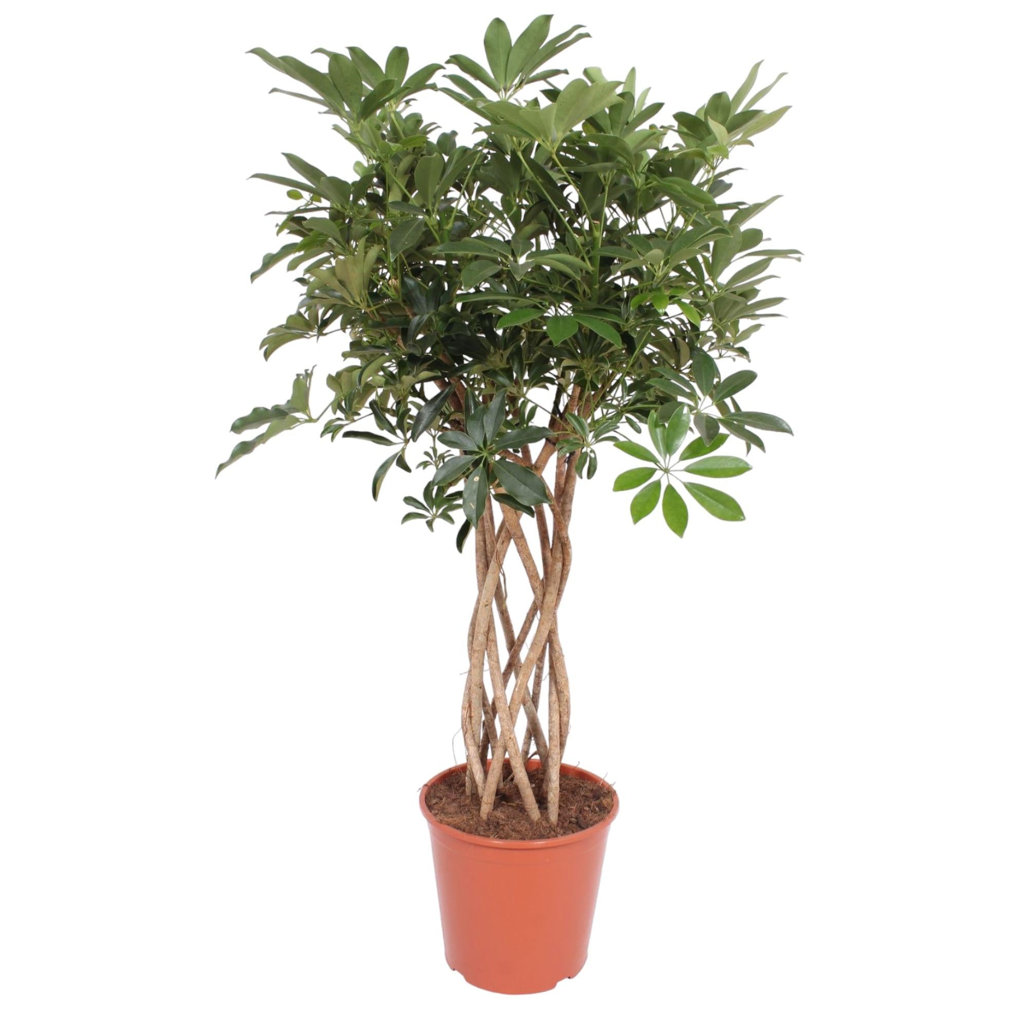 Schefflera Arboricola Compacta Gevlochten Stam | ↕130 cm | Ø30 cm