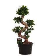Ficus Microcarpa Ginseng | ↕80 cm | Ø27 cm